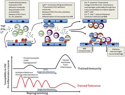 The Ins and Outs of Cerebral Malaria Pathogenesis: Immunopathology, Extracellular Vesicles, Immunometabolism, and Trained Immunity